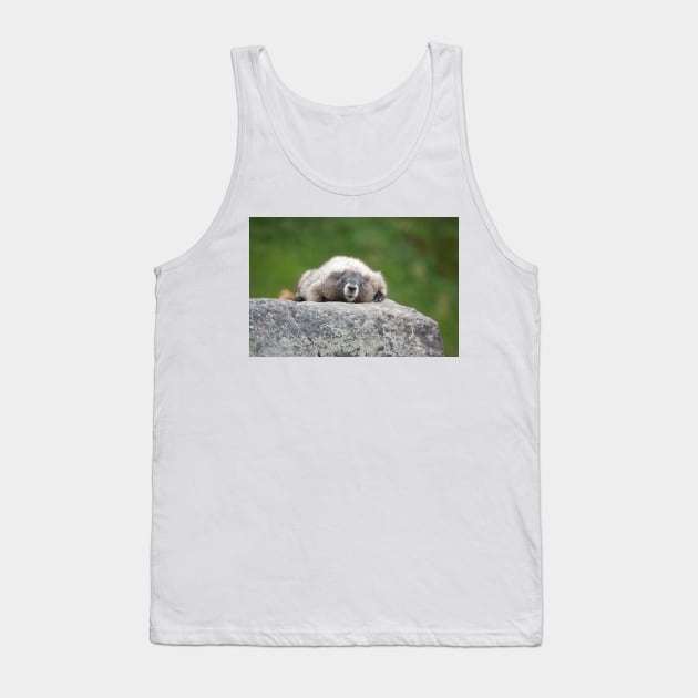 Marmot resting on a rock in Mount Rainier National Park Tank Top by SDym Photography